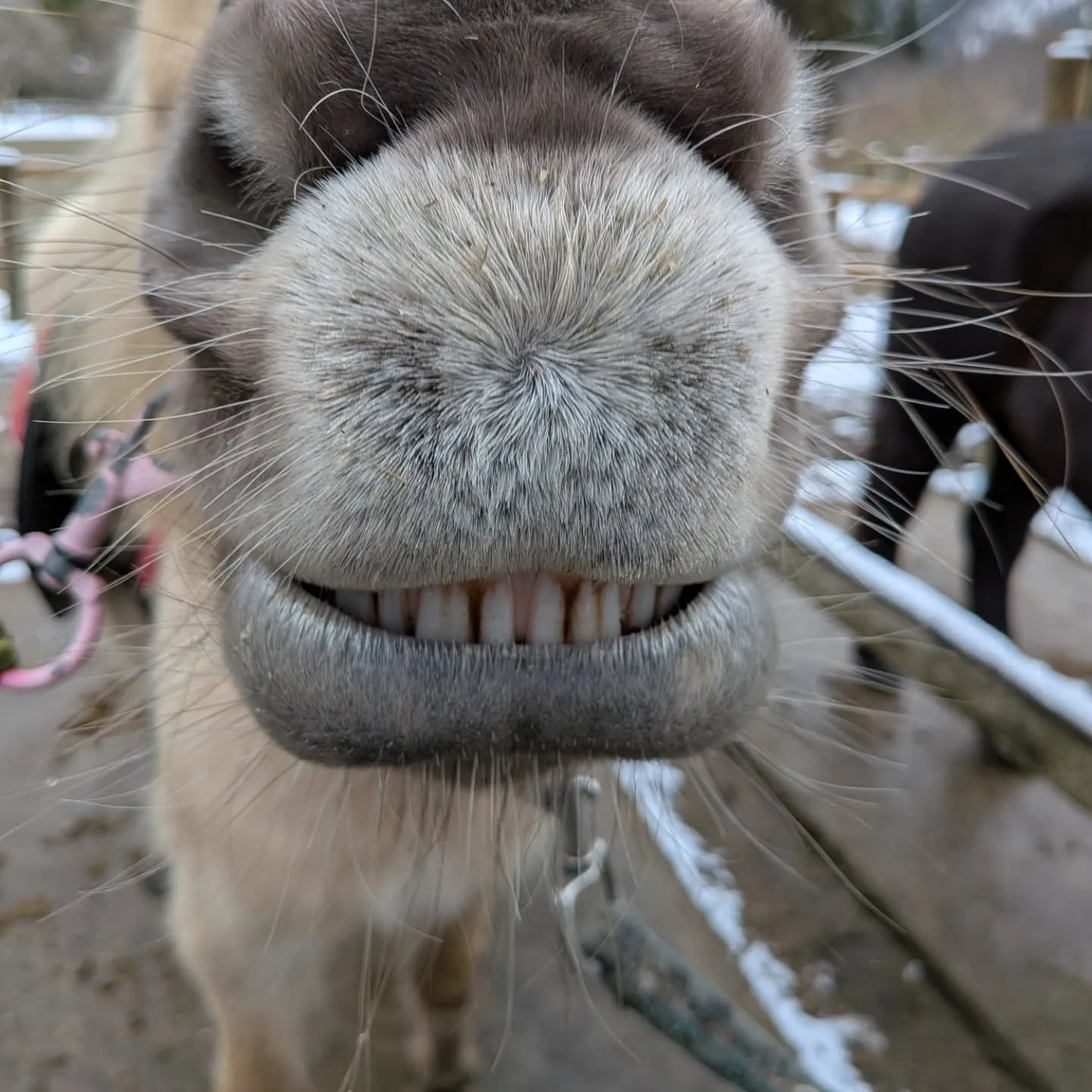 バレンティナ(バレンちゃん)の