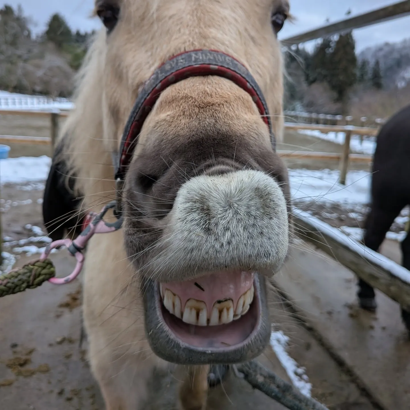 バレンティナ(バレンちゃん)の