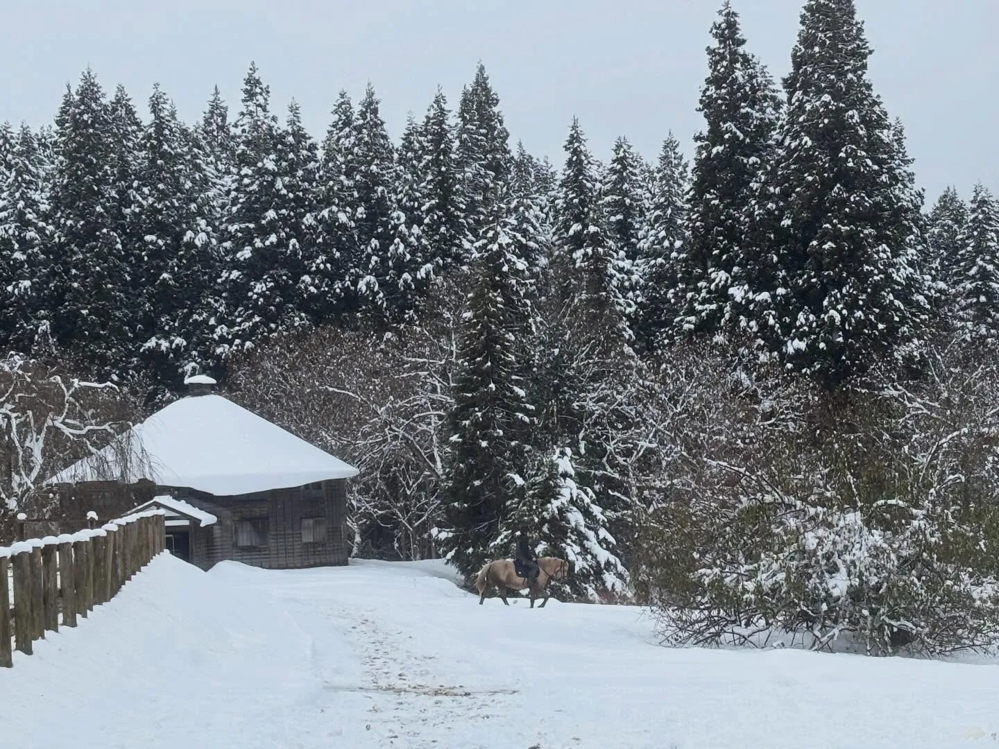 動物紹介25〜27 チャボ　左上に居るのは桂家と名付けられた...