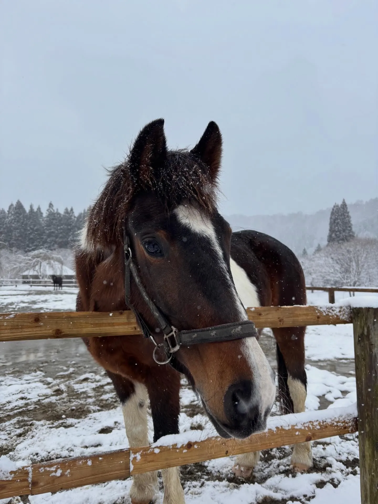 今日のアステロくん、相変わらずクールです♪