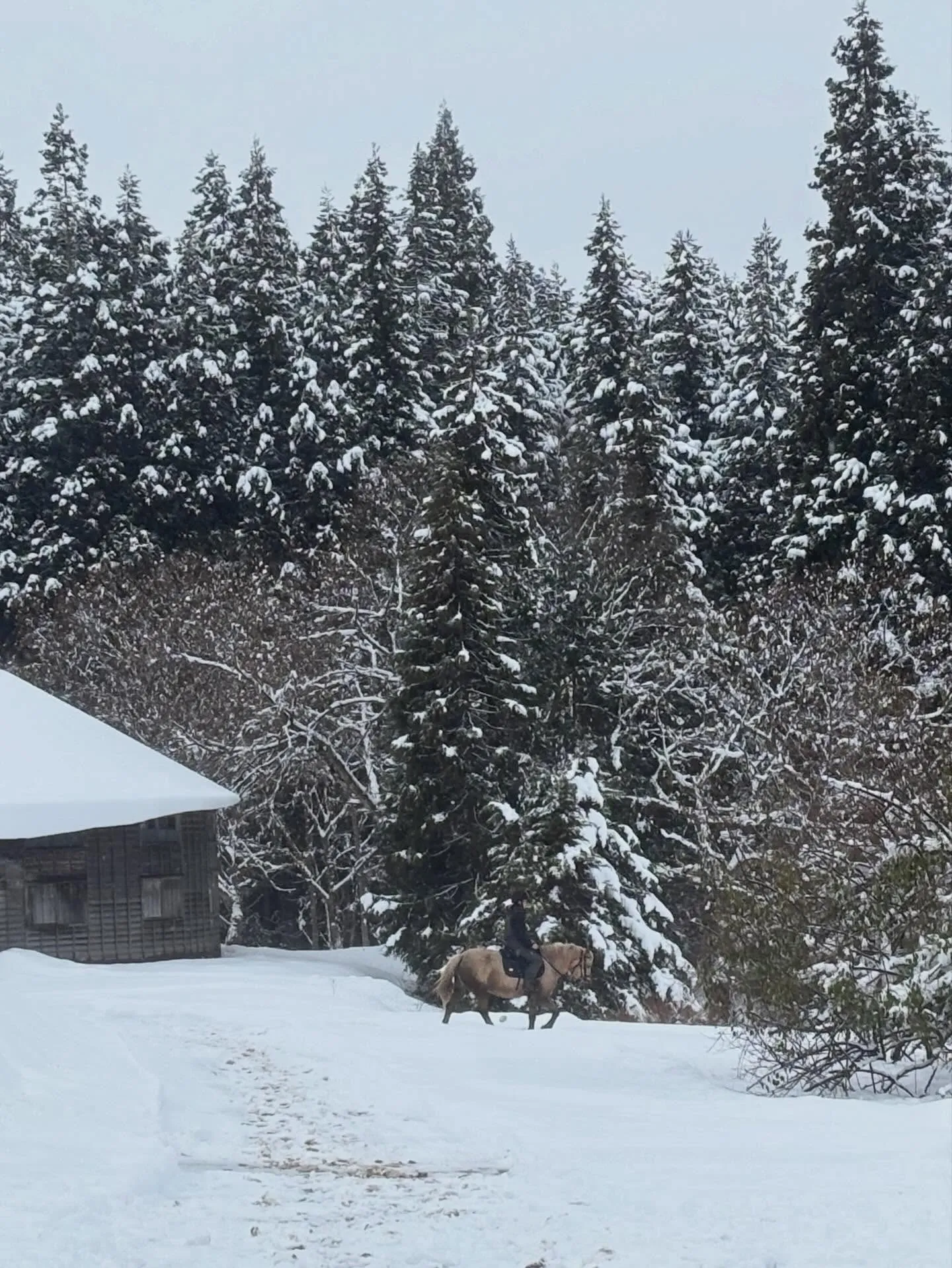 今日のアステロくん、相変わらずクールです♪