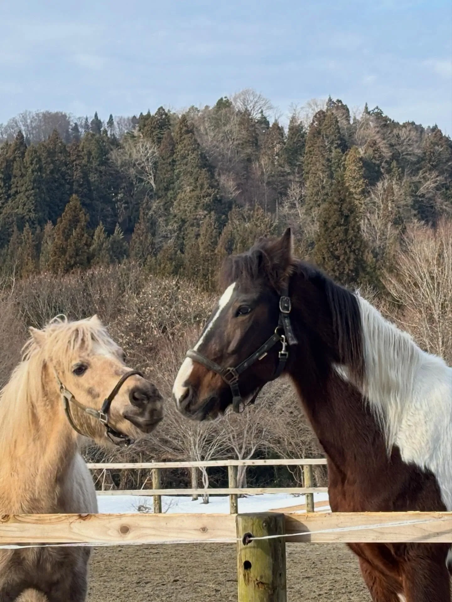 今日のアステロくん、相変わらずクールです♪