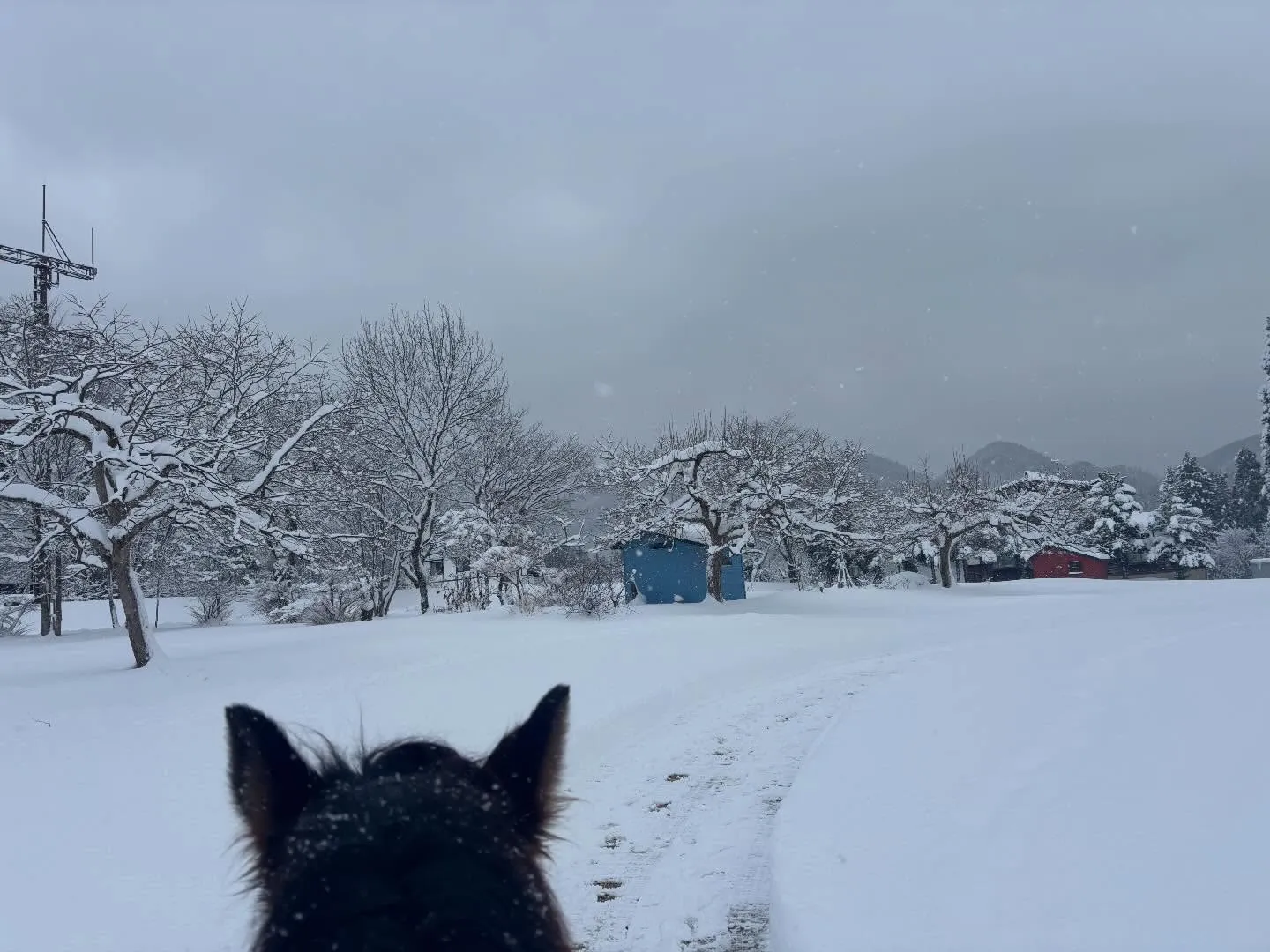 ❄️いっぱい降ったよー！近くのスキー場もオープン⛷️