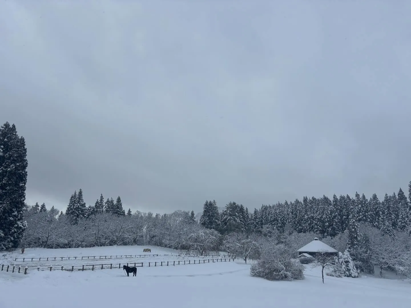 ❄️いっぱい降ったよー！近くのスキー場もオープン⛷️