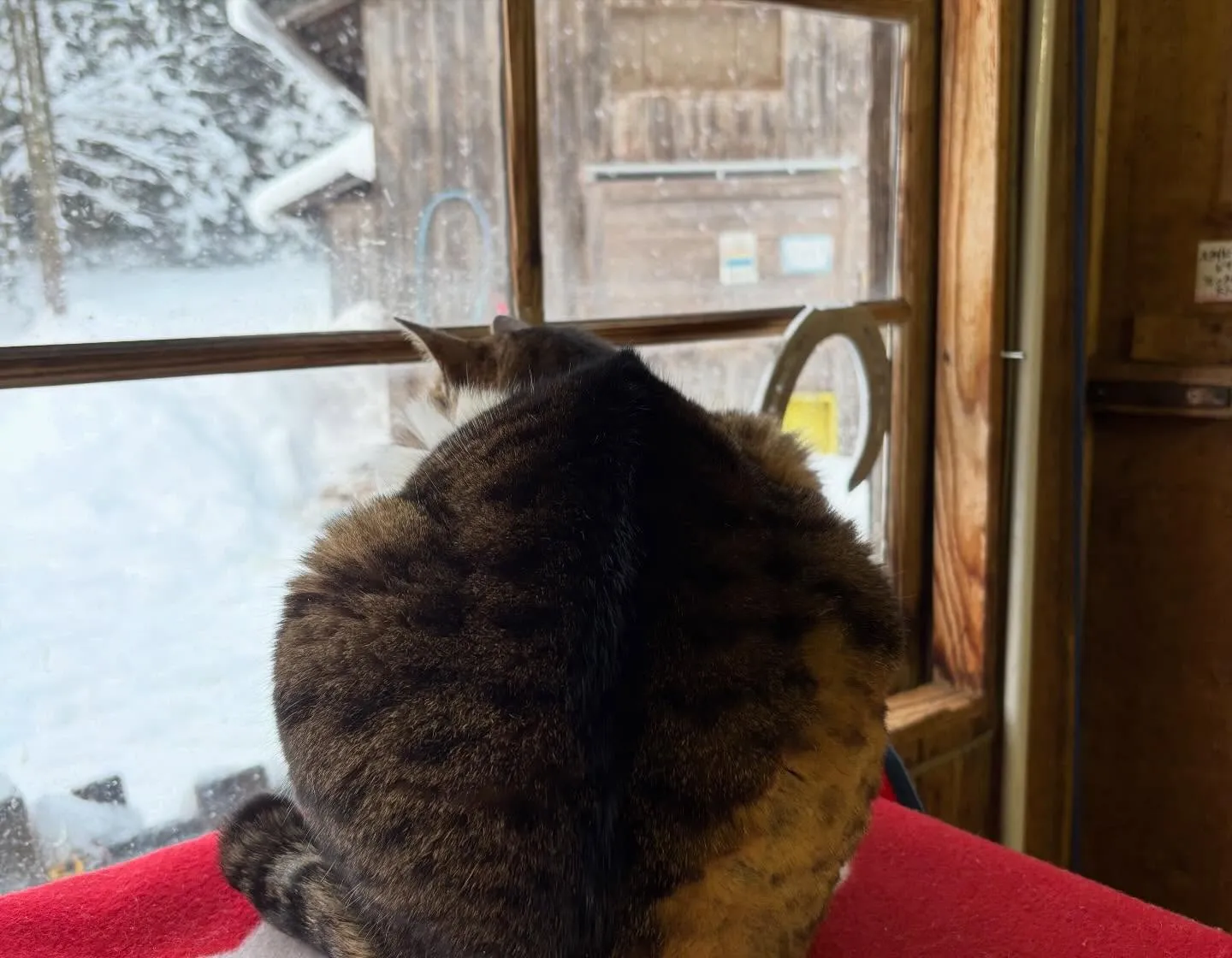 いつもファームを守ってくれている猫たち🐈