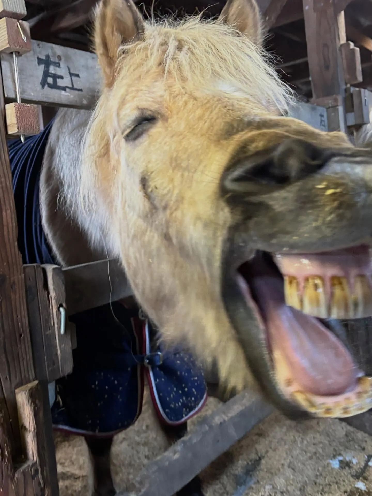 馬房の中でのお馬さんたち！エスペの変顔🤪バレンは柵に顔を載せ...