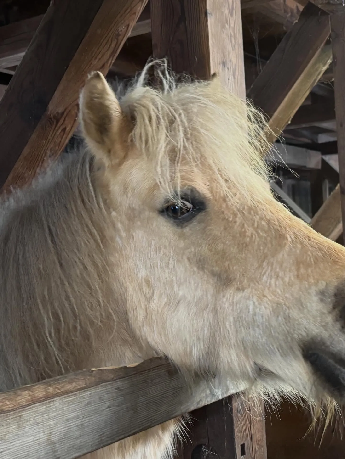 馬房の中でのお馬さんたち！エスペの変顔🤪バレンは柵に顔を載せ...