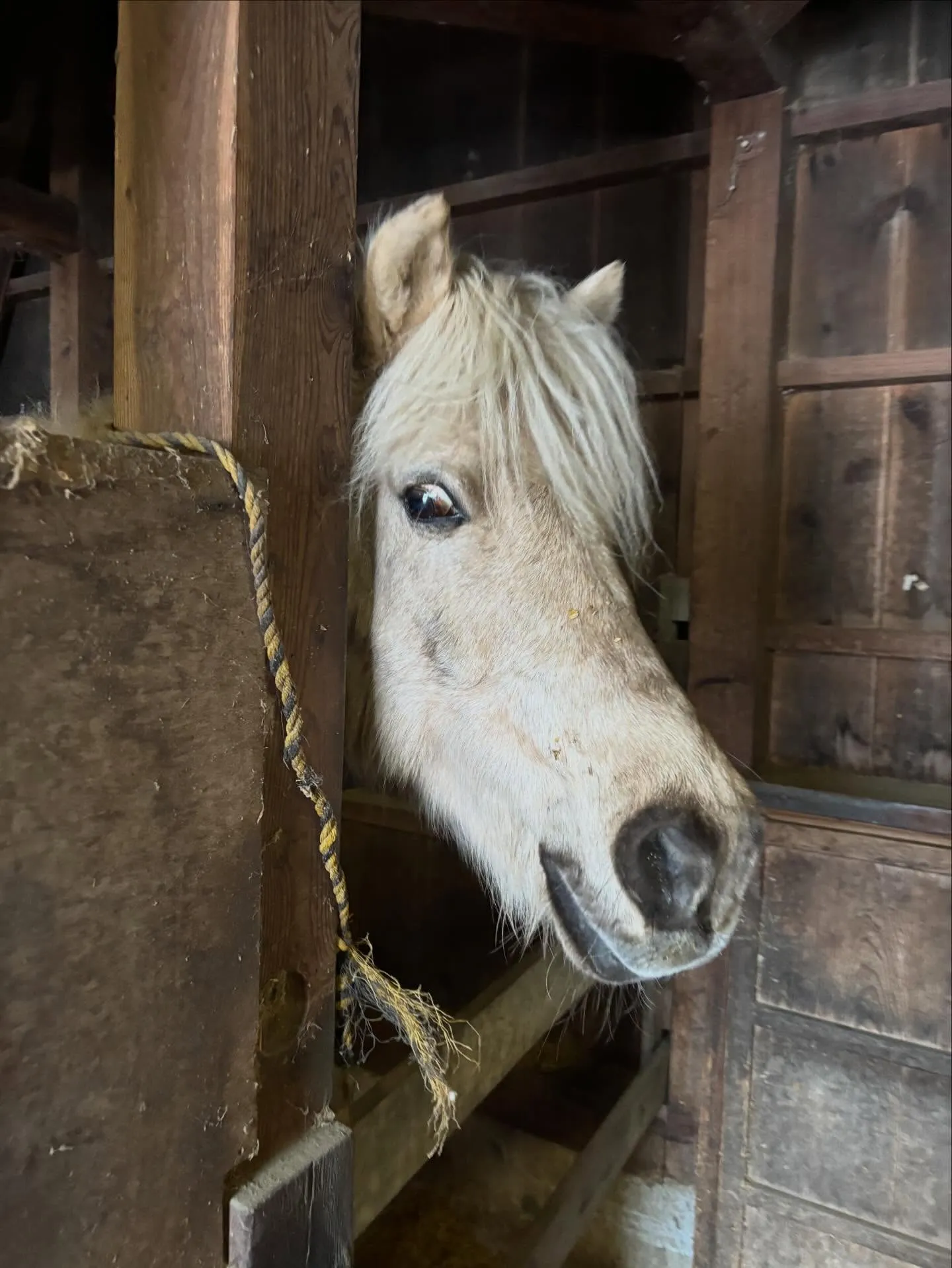 馬房の中でのお馬さんたち！エスペの変顔🤪バレンは柵に顔を載せ...