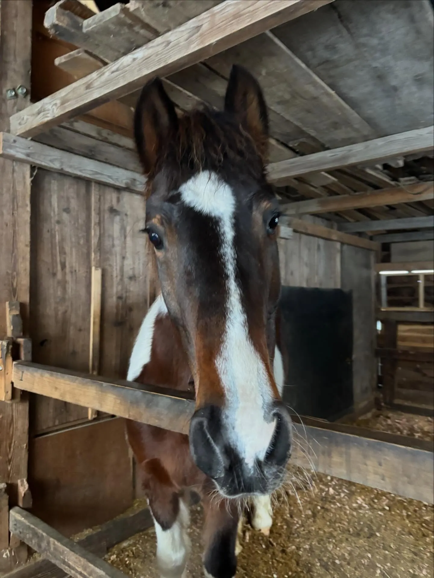 馬房の中でのお馬さんたち！エスペの変顔🤪バレンは柵に顔を載せ...