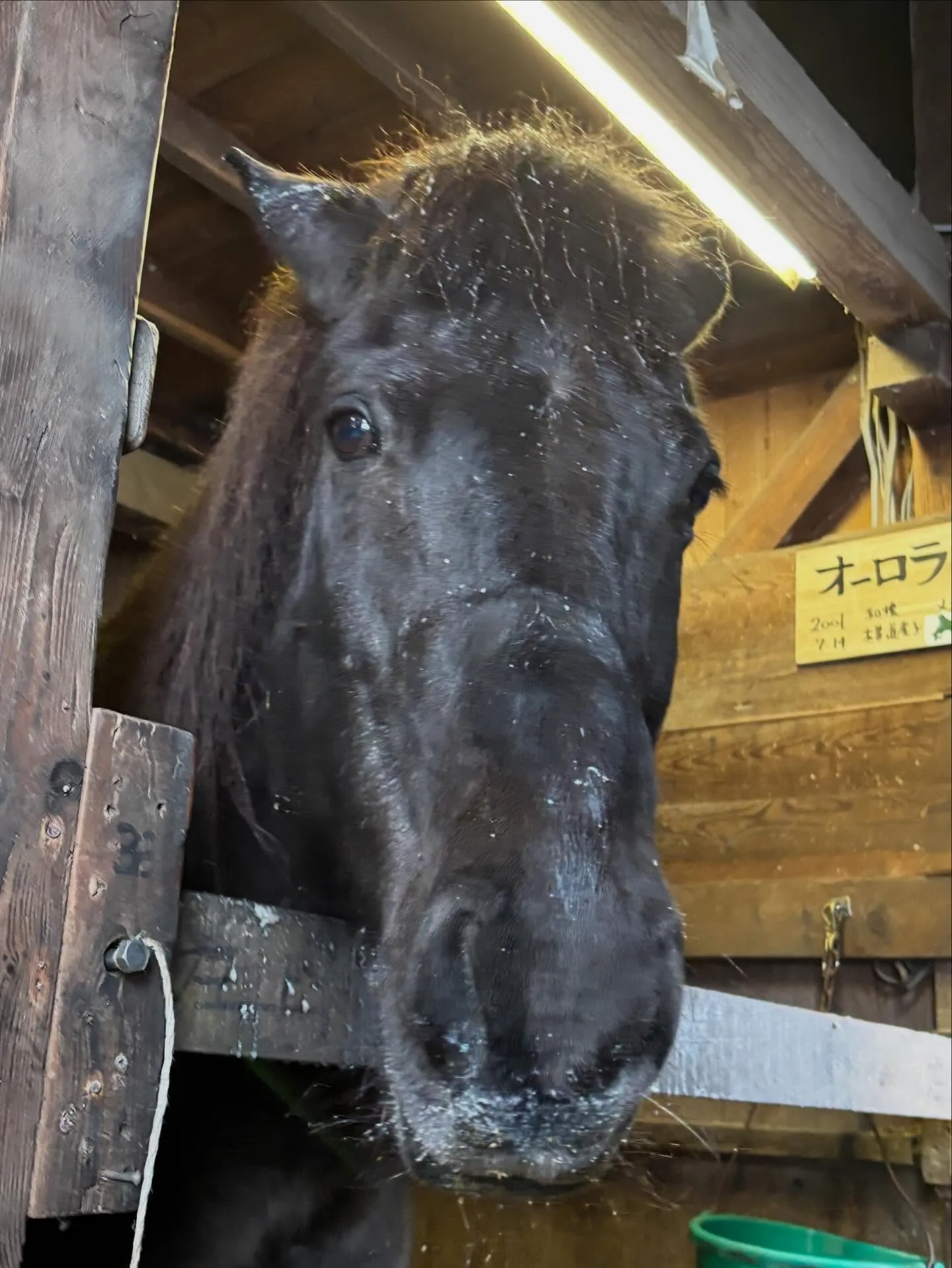 馬房の中でのお馬さんたち！エスペの変顔🤪バレンは柵に顔を載せ...