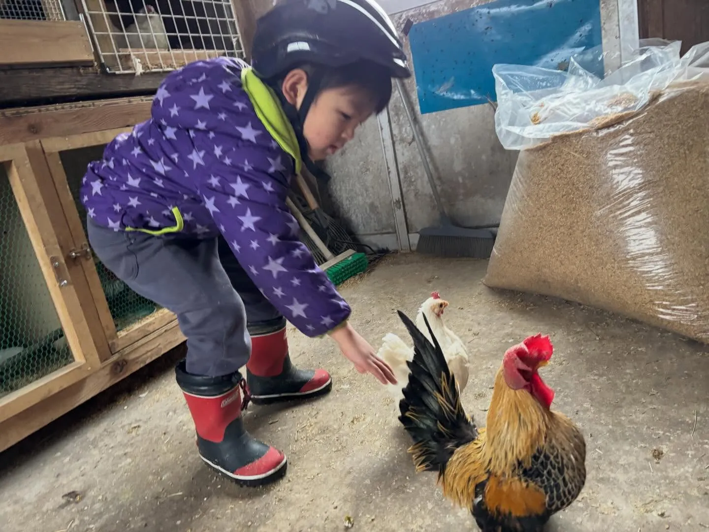 動物紹介28.29  チャボ