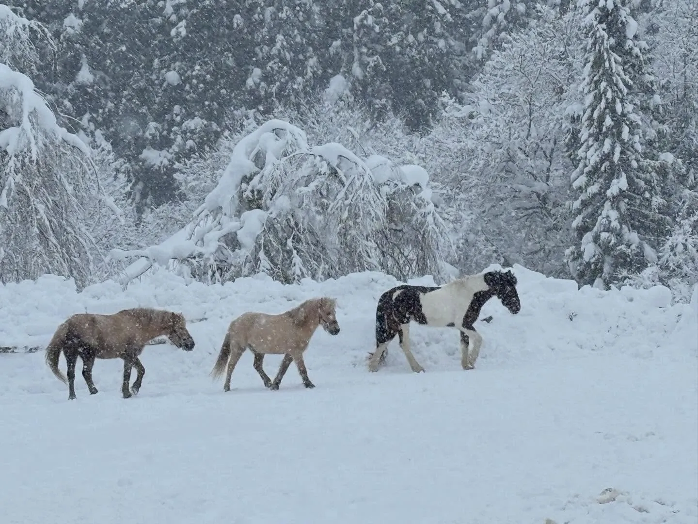 今日は吹雪❄️真っ白の世界の中でも馬たちは元気♪追いかけっこ...