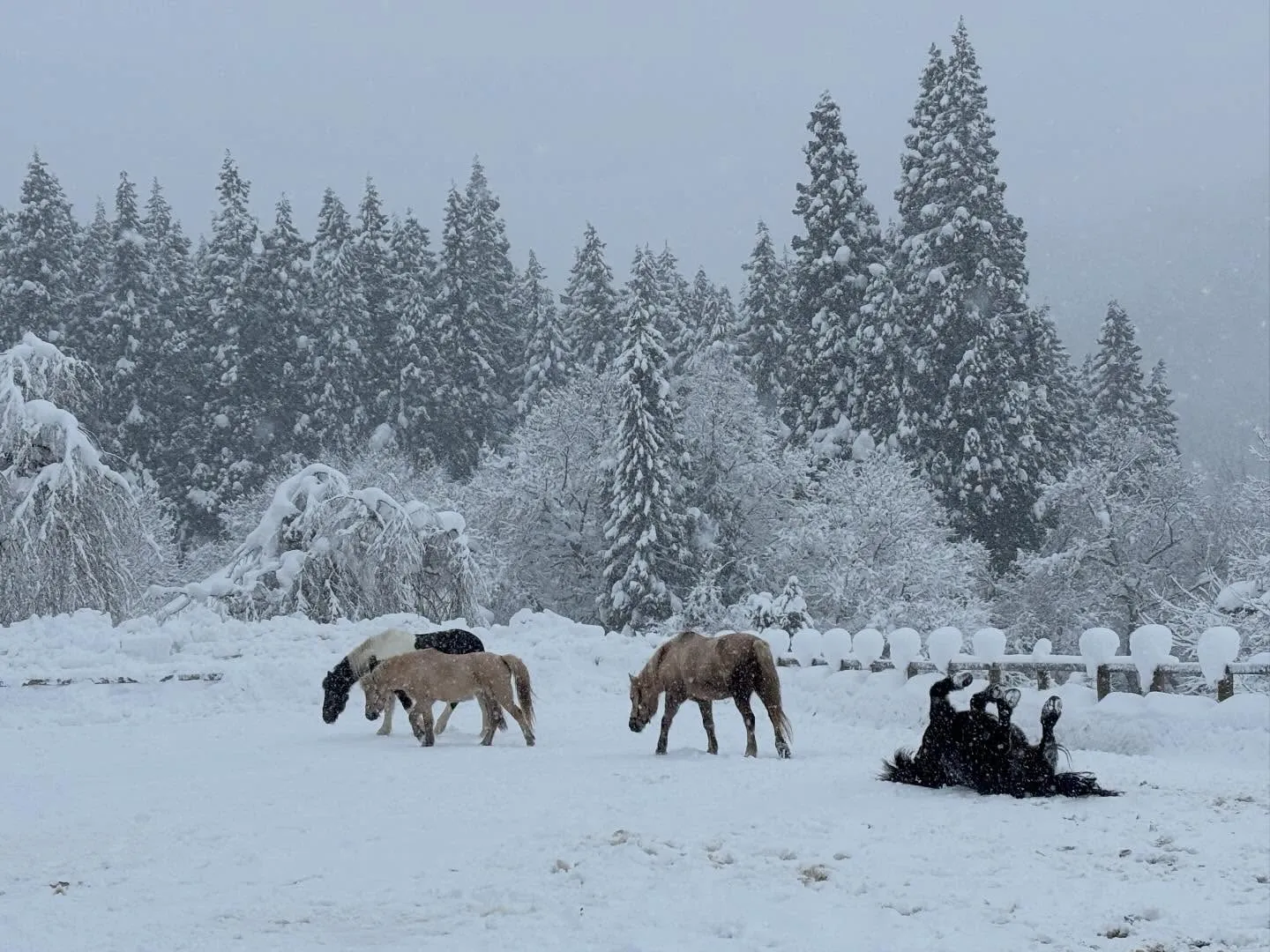 今日は吹雪❄️真っ白の世界の中でも馬たちは元気♪追いかけっこ...