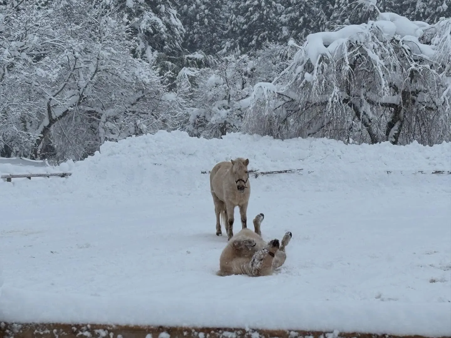 今日は吹雪❄️真っ白の世界の中でも馬たちは元気♪追いかけっこ...