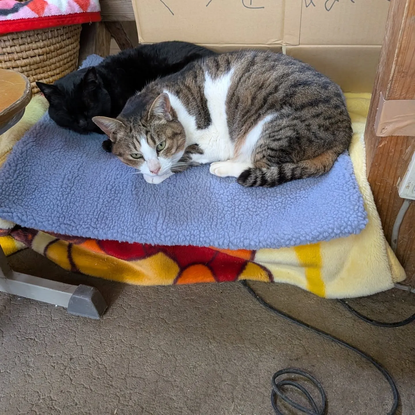 仲良し猫ちゃんを紹介します。