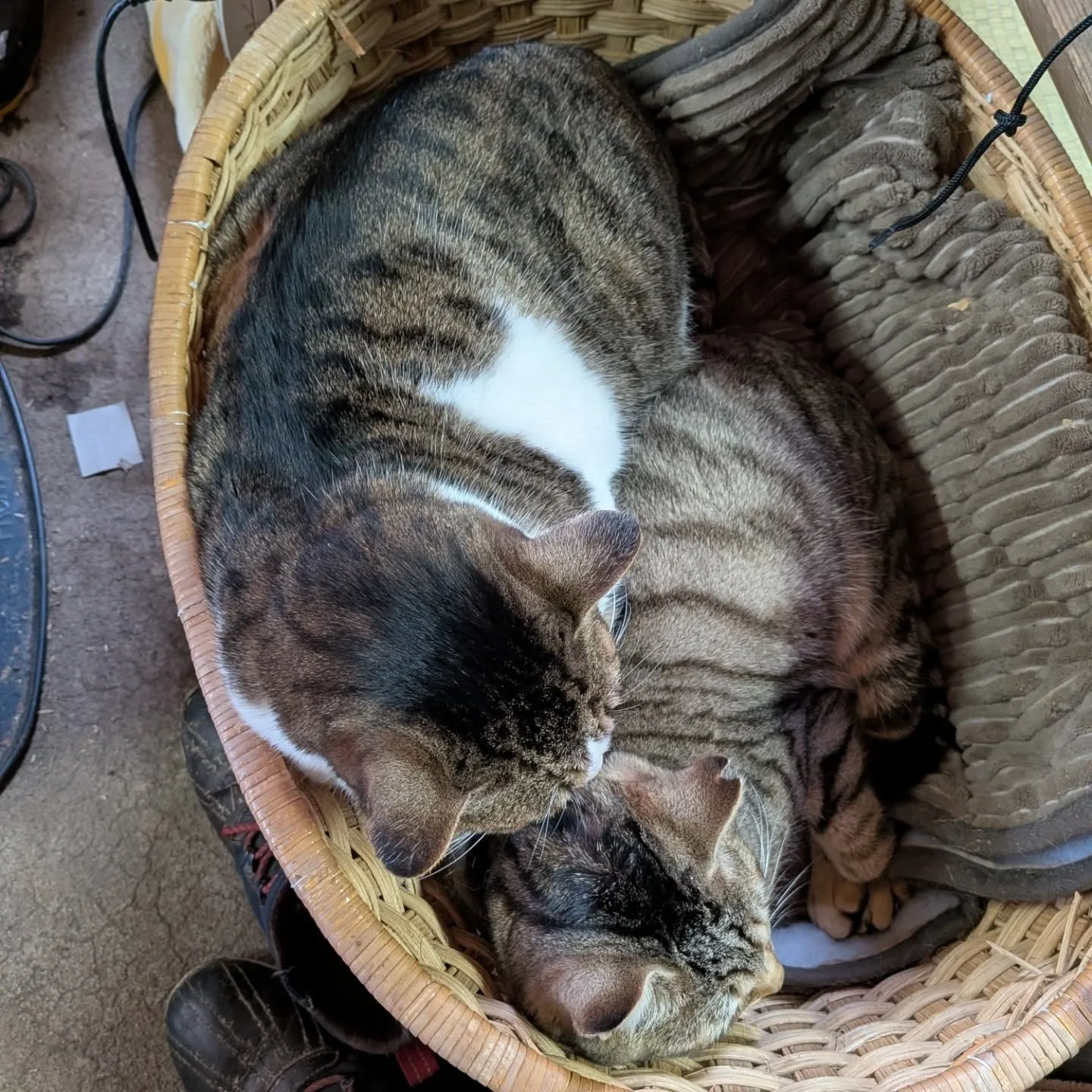 仲良し猫ちゃんを紹介します。