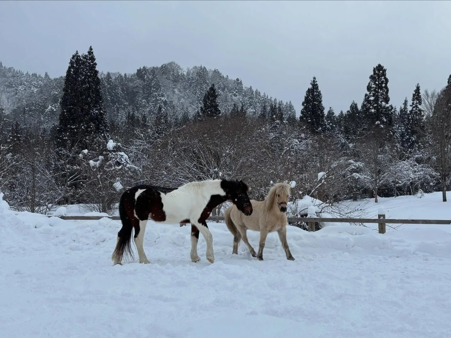 いつも別々の場所で放牧している🐴🐴