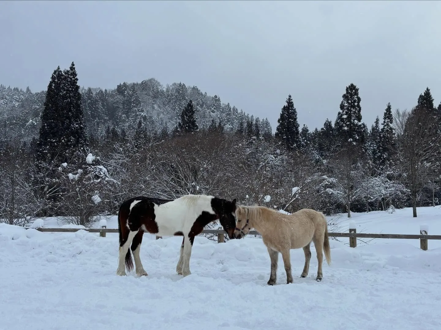 いつも別々の場所で放牧している🐴🐴