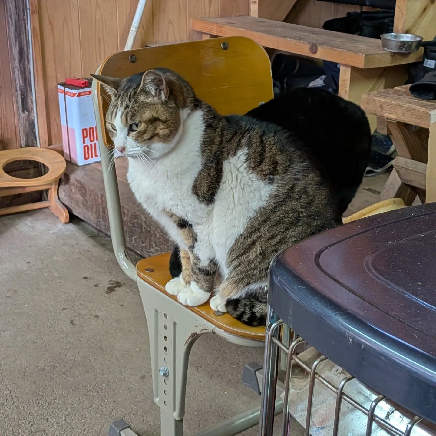 仲良しの猫ちゃん達