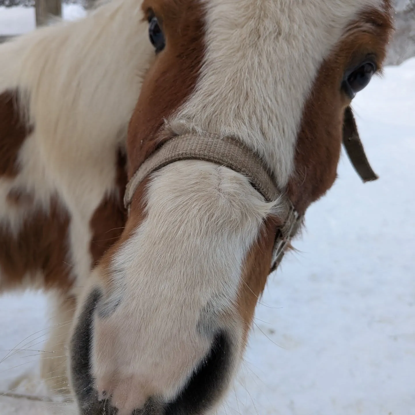 仲良しの猫ちゃん達