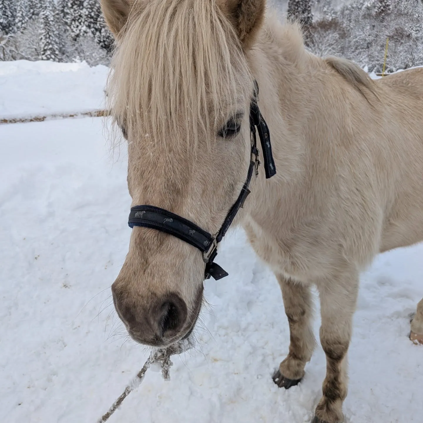 仲良しの猫ちゃん達