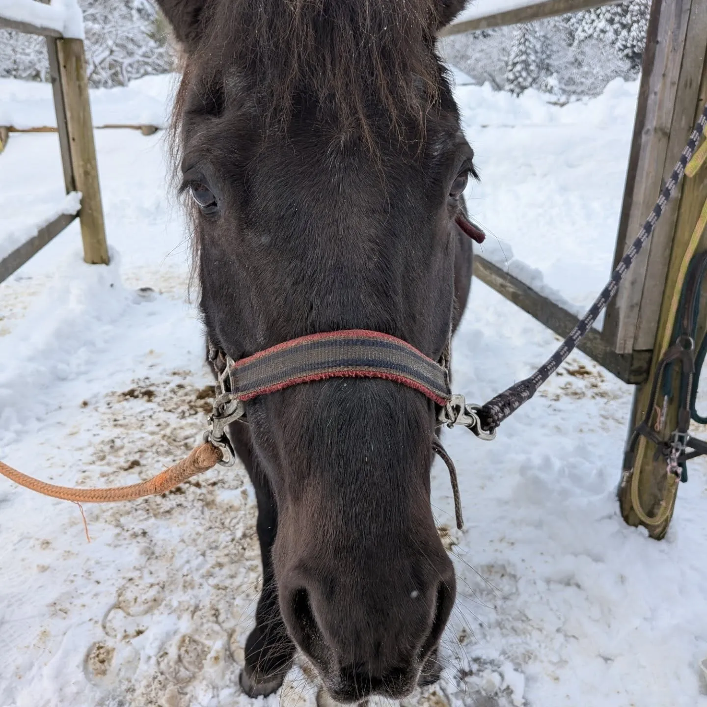 仲良しの猫ちゃん達
