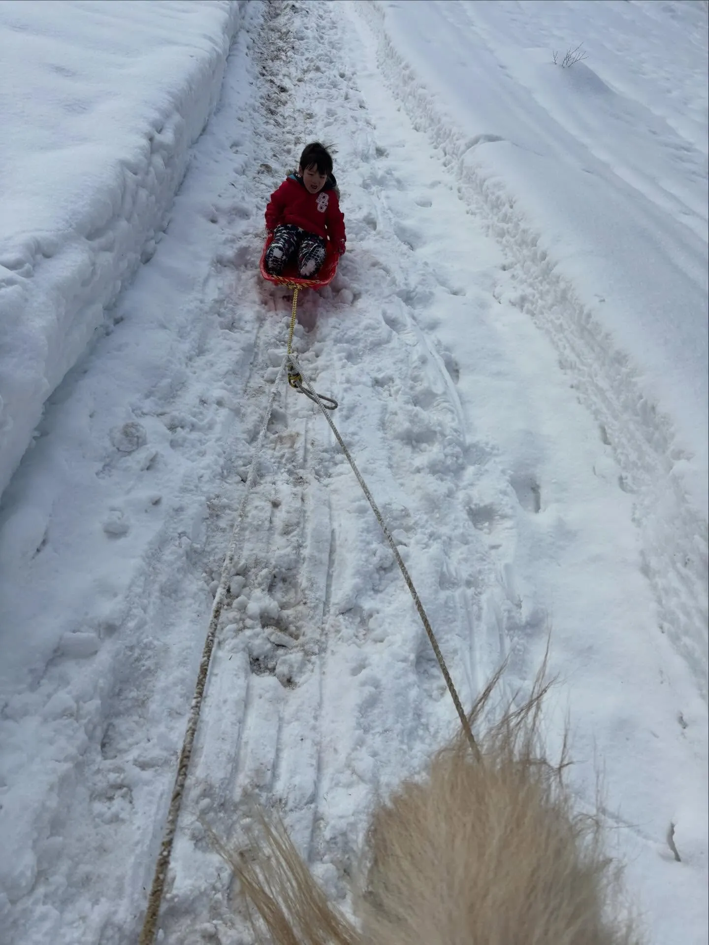 今年はソリが熱い❣️