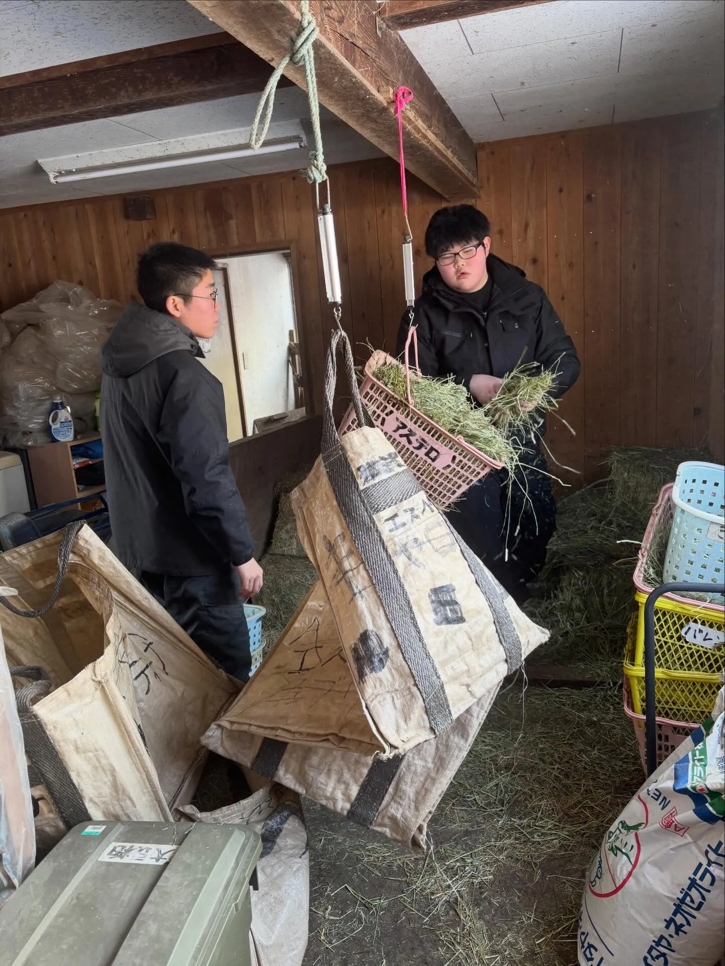 アステロ、デカい！そろそろ同じぐらいかと思ったのにまだこんな...