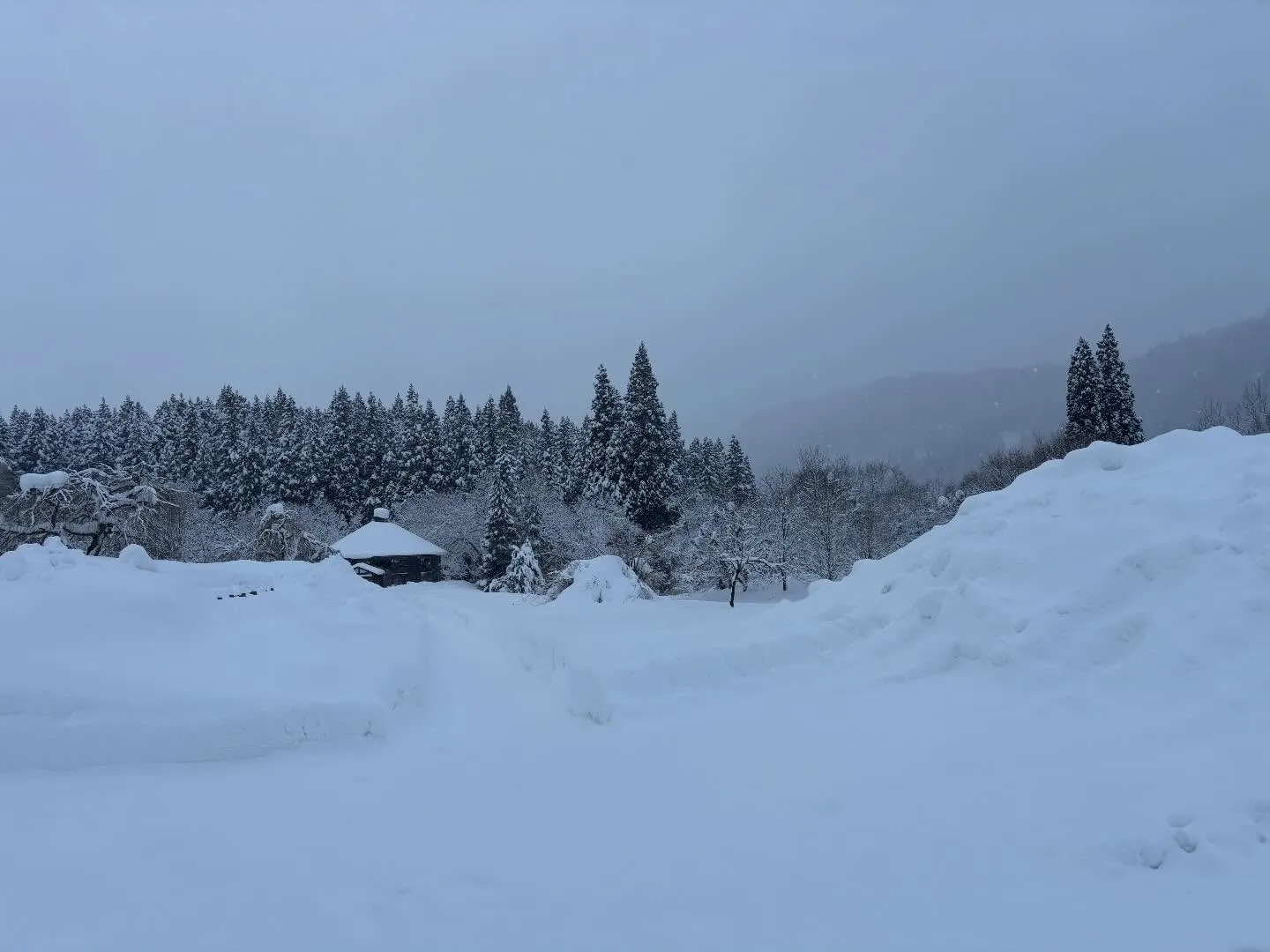 今冬一番の寒波襲来！雪の山がどんどん積み上がっていく。