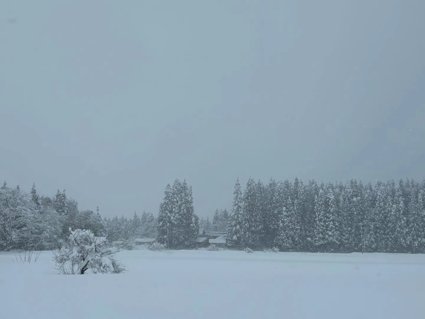 今日はさらに大雪❄️ちょっと外にいるだけで顔にも雪が積もっち...