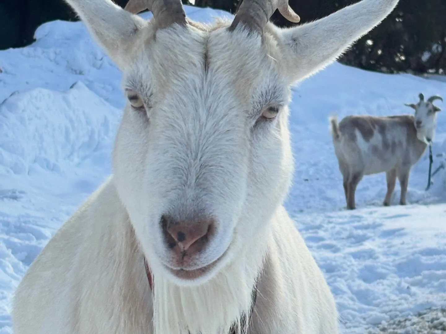 今日は晴れ間も見れたよ。
