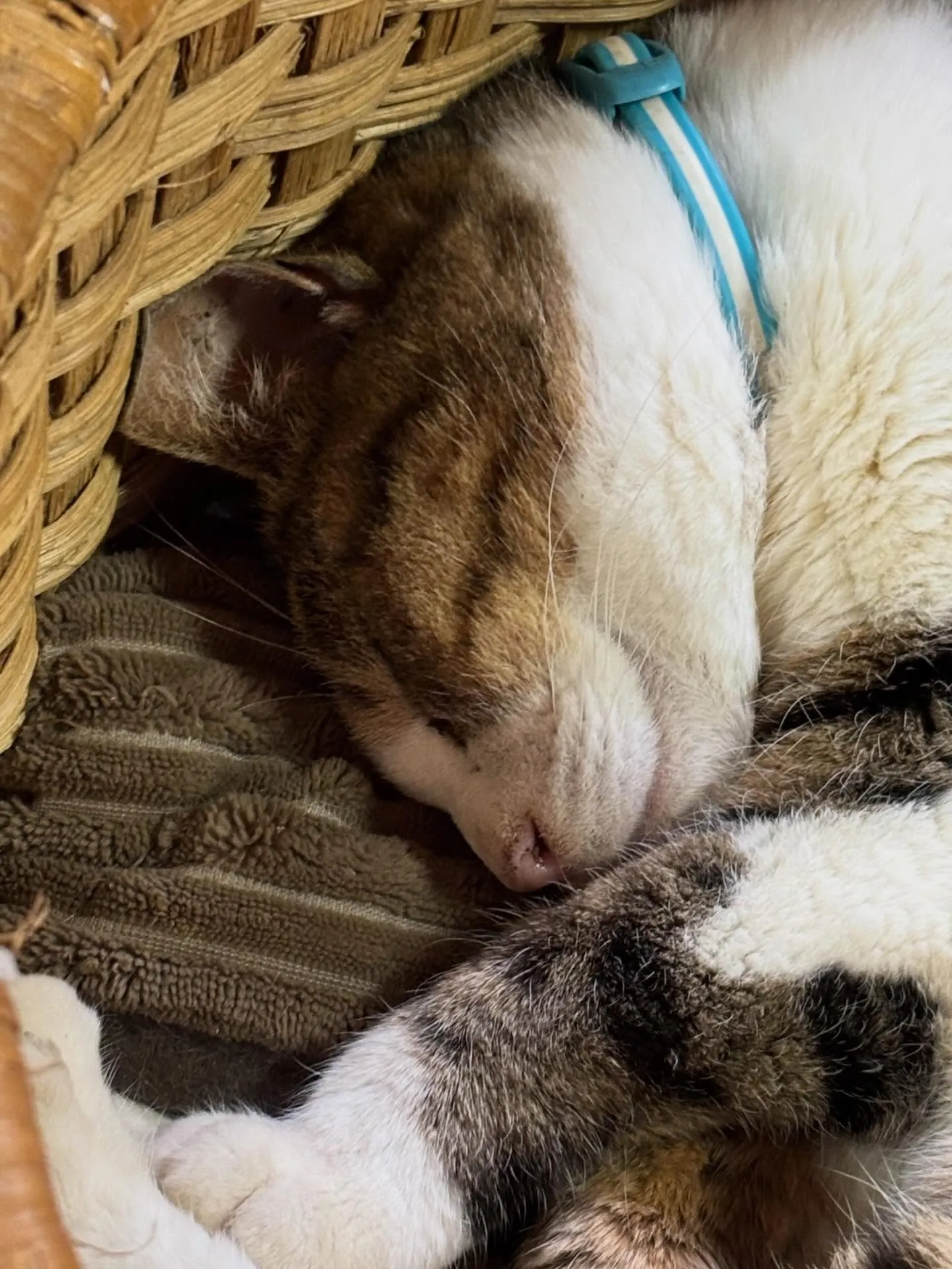 猫　睡眠中　めちゃくちゃ可愛い瞬間🩷