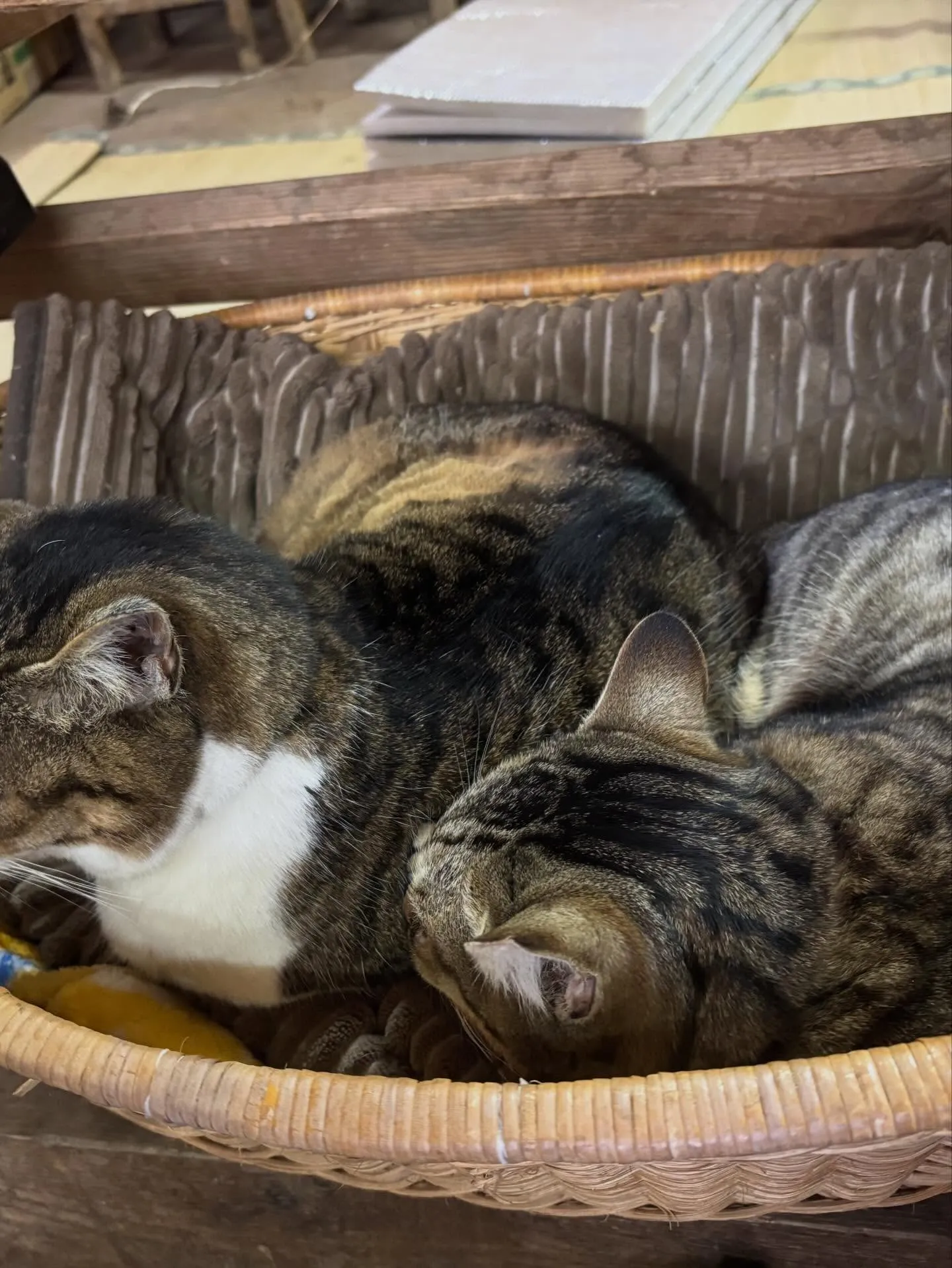 猫　睡眠中　めちゃくちゃ可愛い瞬間🩷