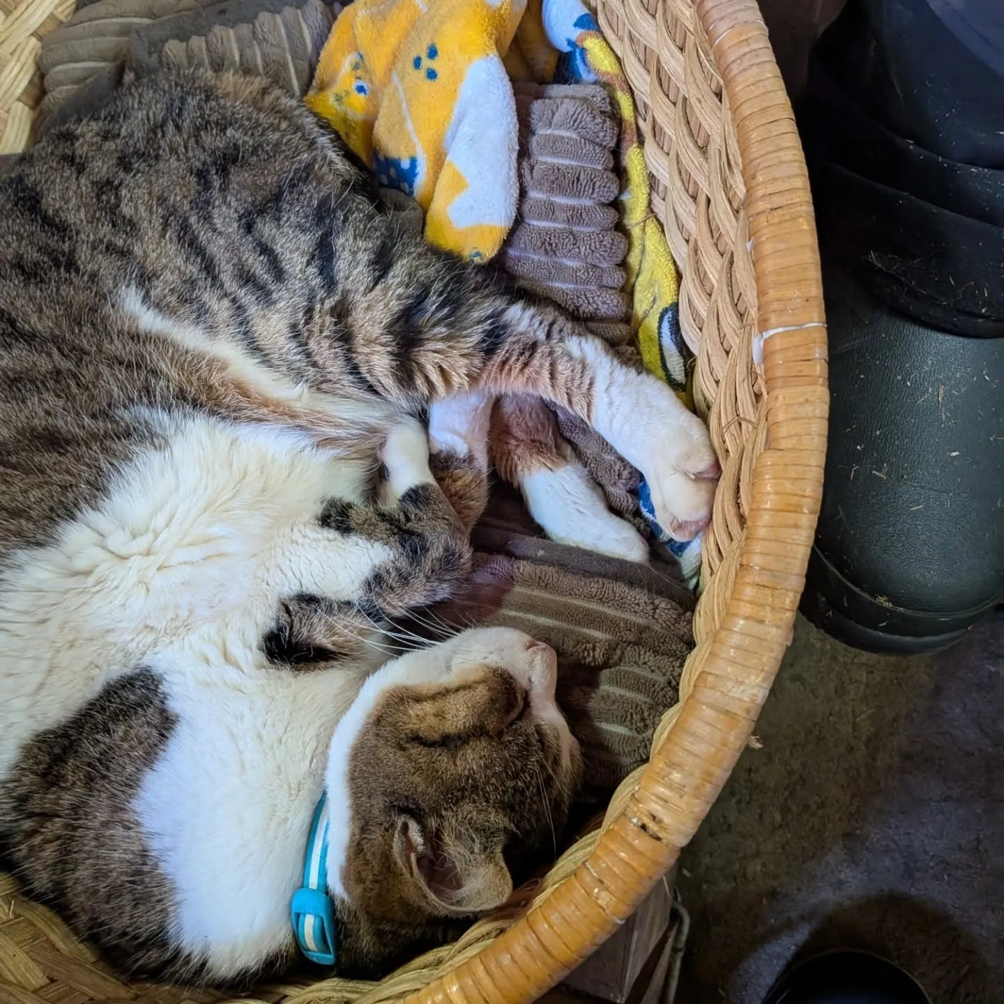 馬🐎モッチー、キリン猫𓃠ミーちゃん