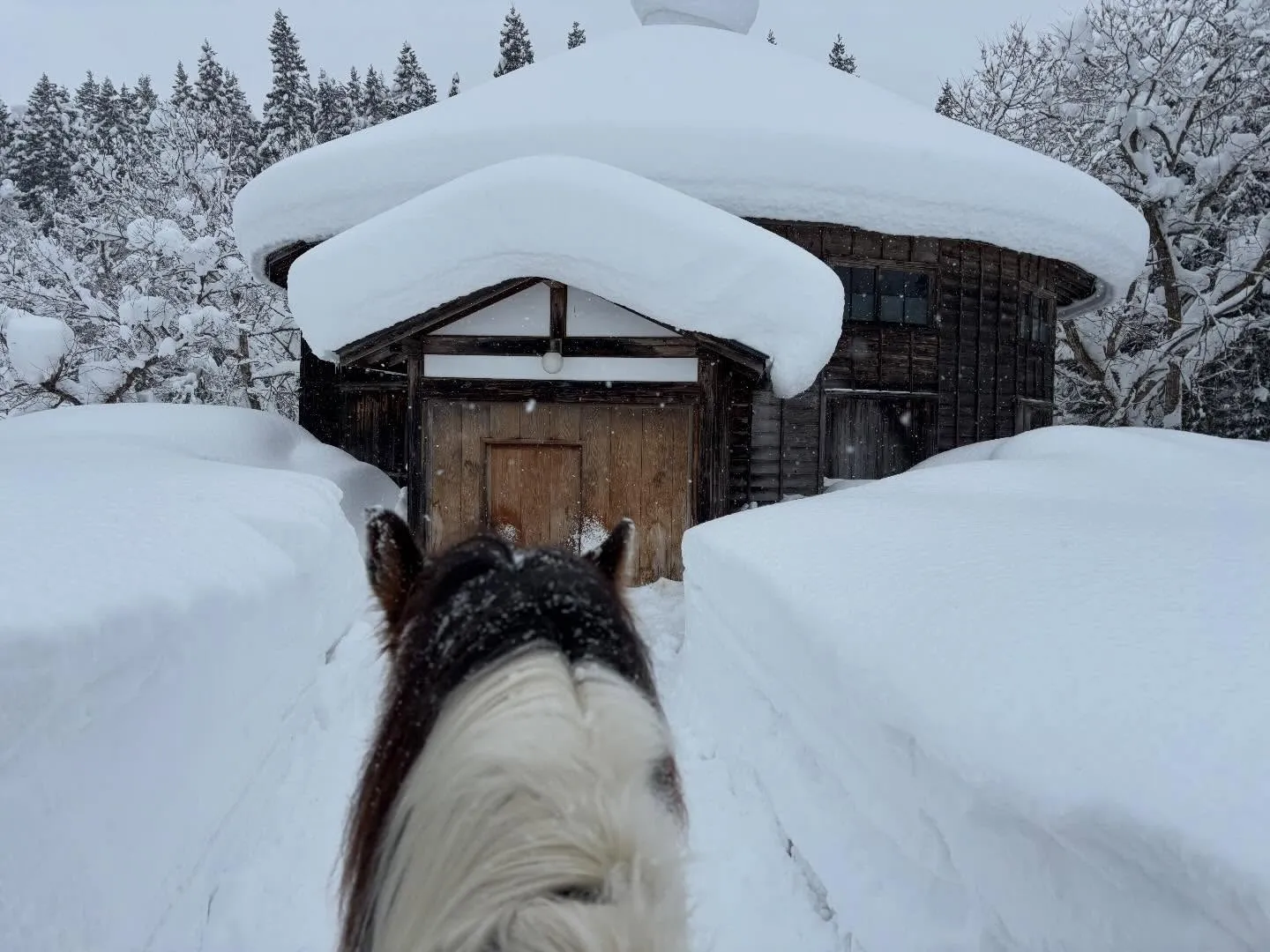 連日の大雪❄️屋根の上に分厚い層が載っています。
