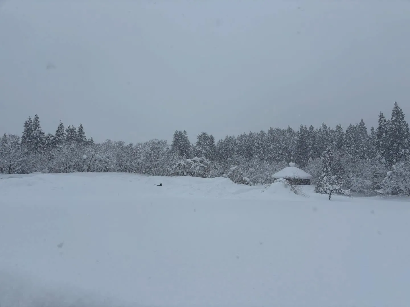 連日の大雪❄️屋根の上に分厚い層が載っています。
