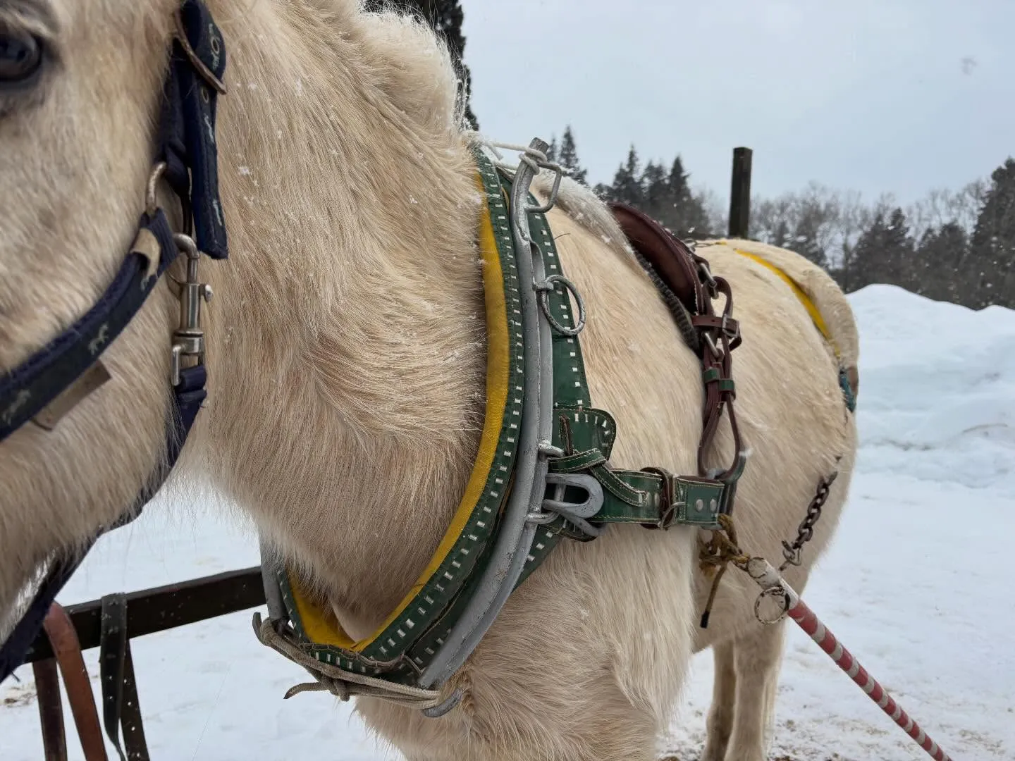 大先輩が作成した馬橇を頂きました！