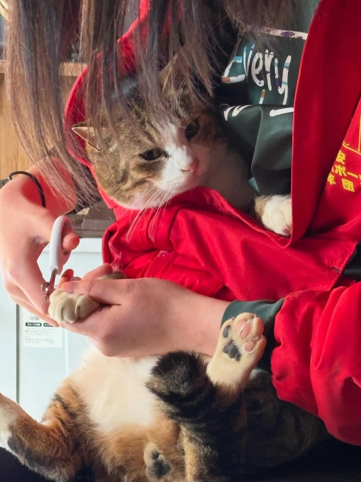 今日はミーコの爪切り✂︎