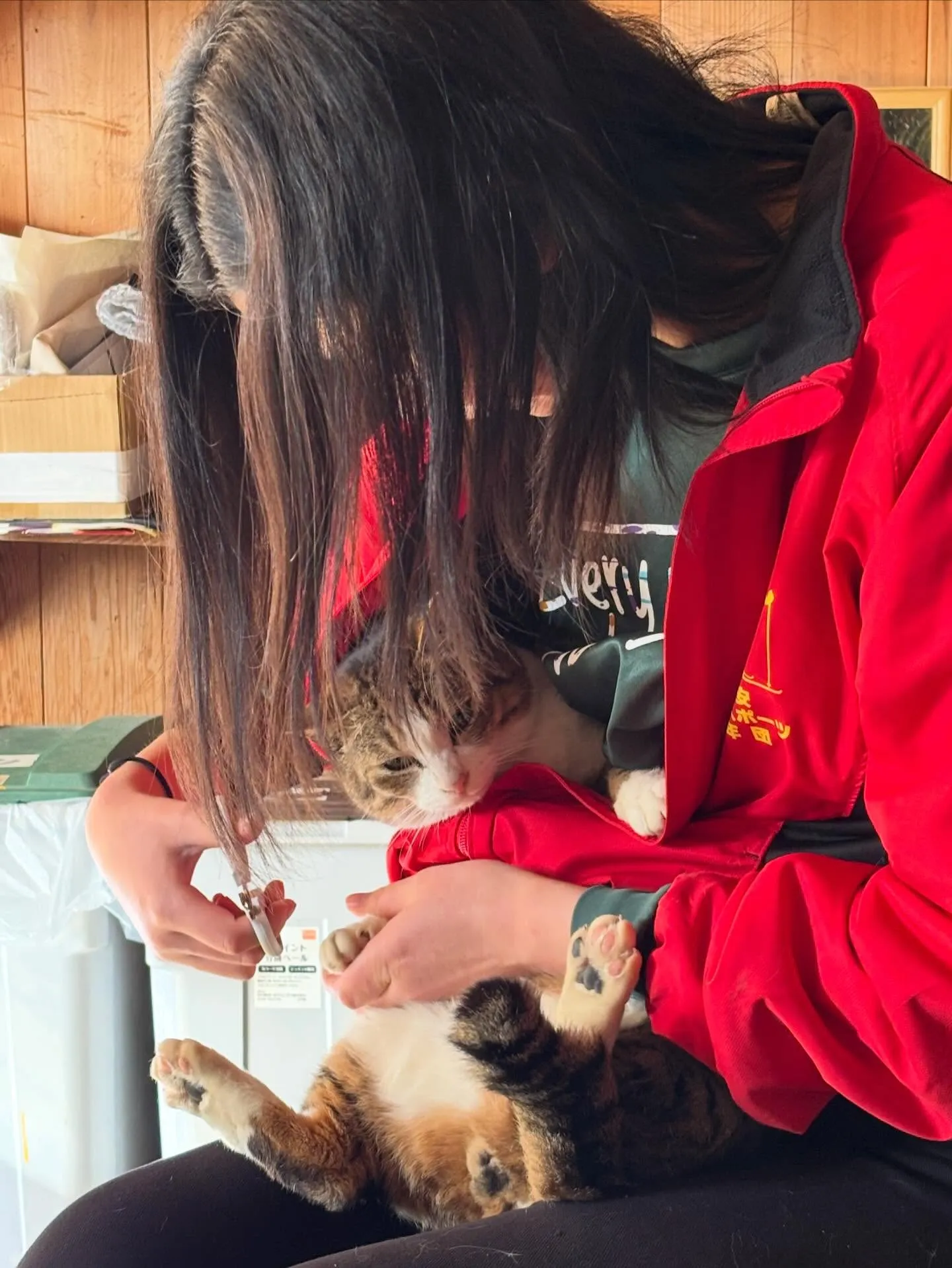 今日はミーコの爪切り✂︎