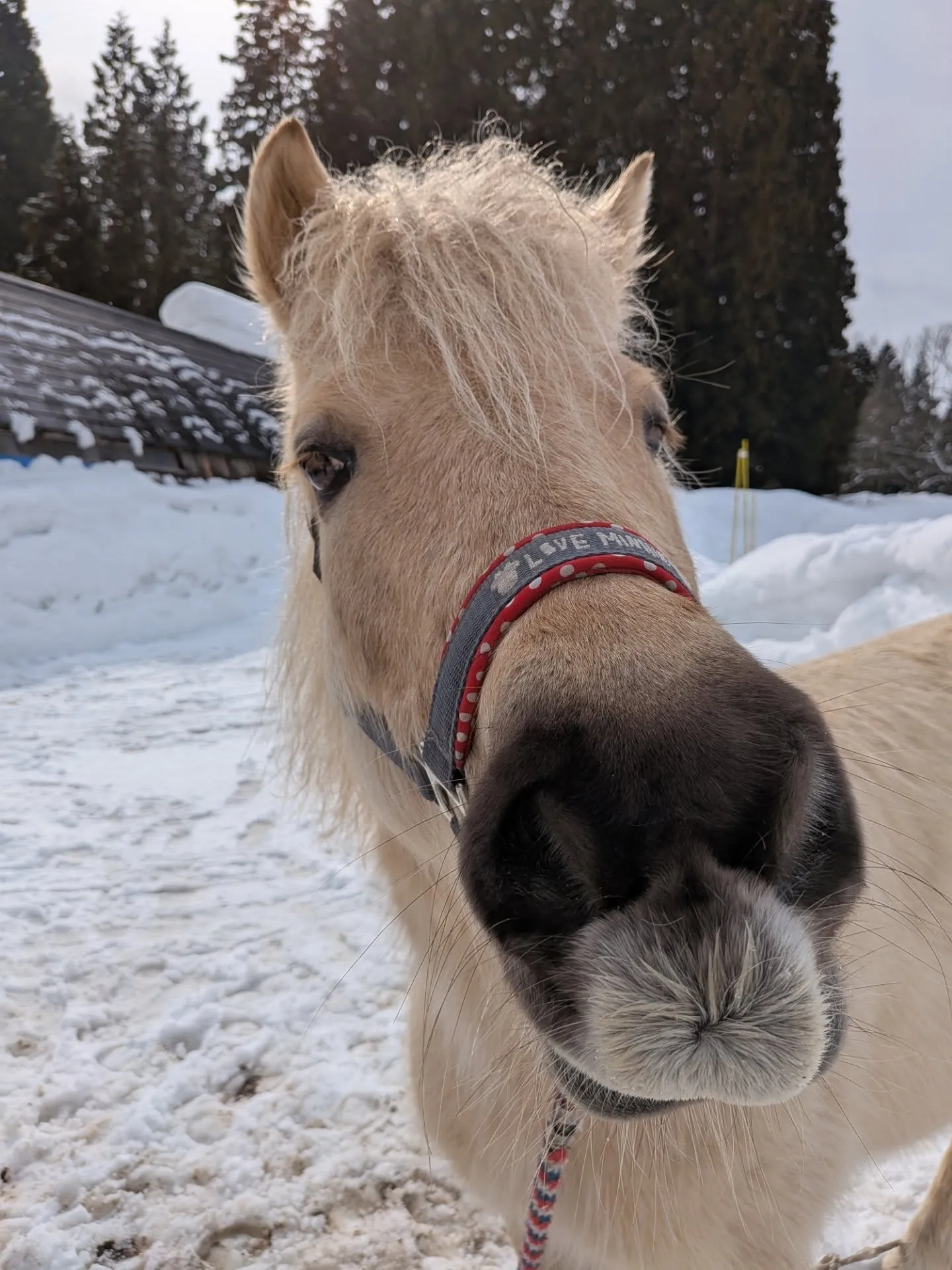 神室ファームの馬🐎