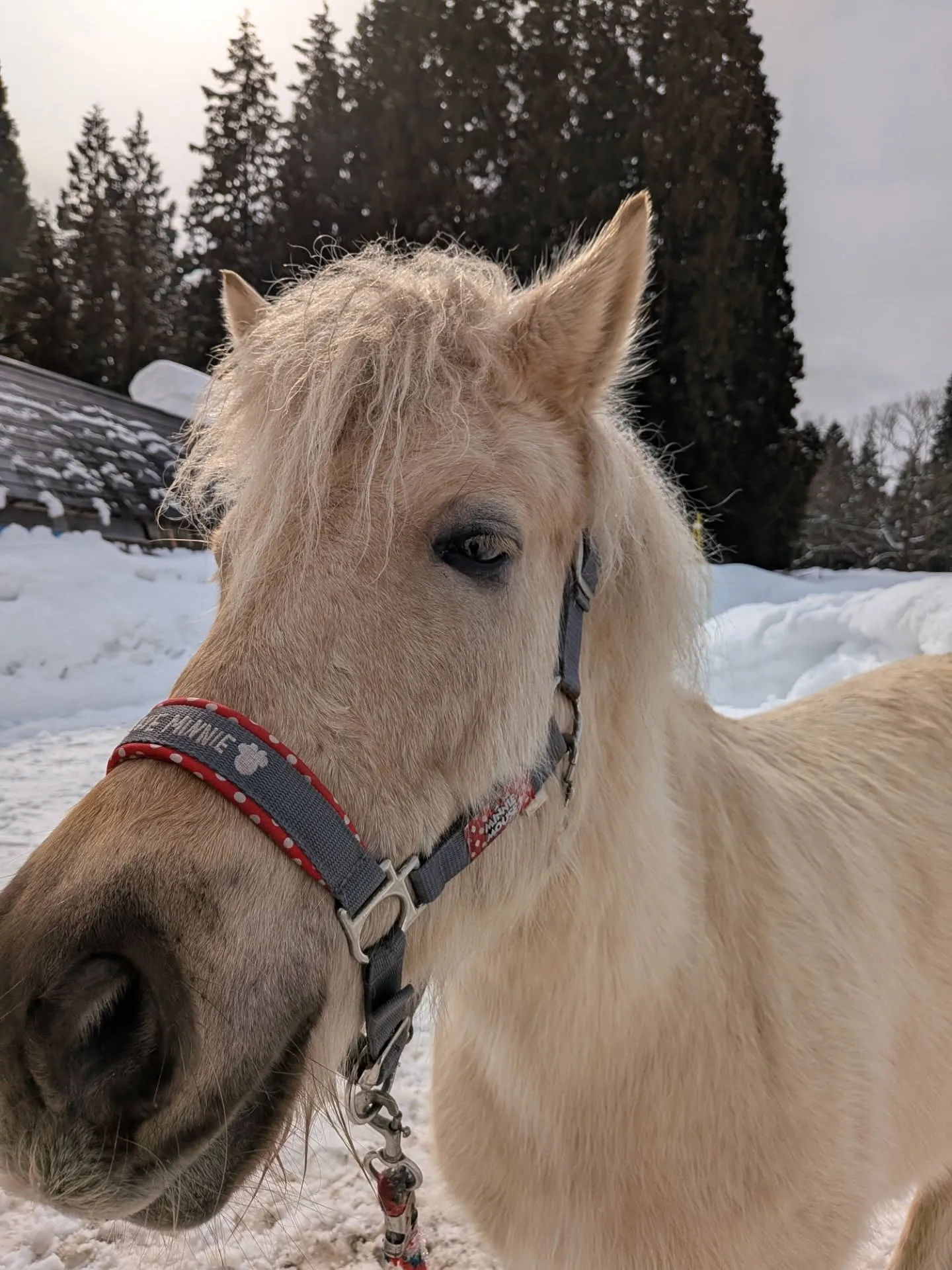 神室ファームの馬🐎