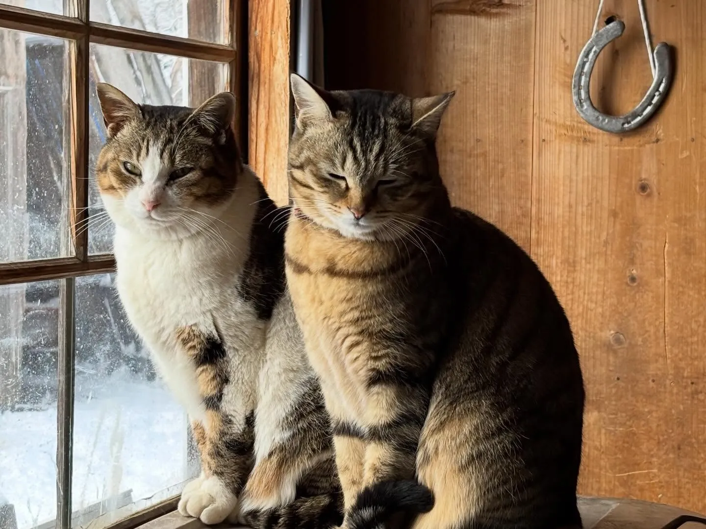 今日の猫たち🐈🐈