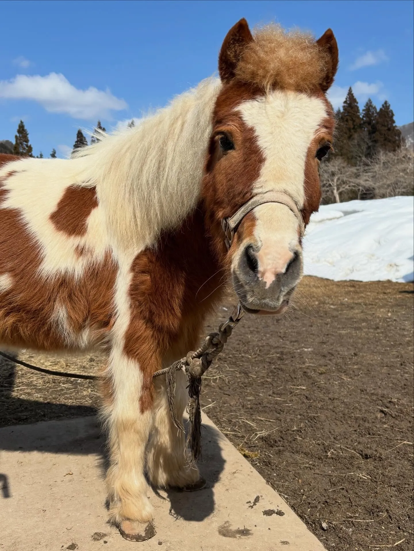雪がズンズン減ってます！空も青くて気持ちいい☀️