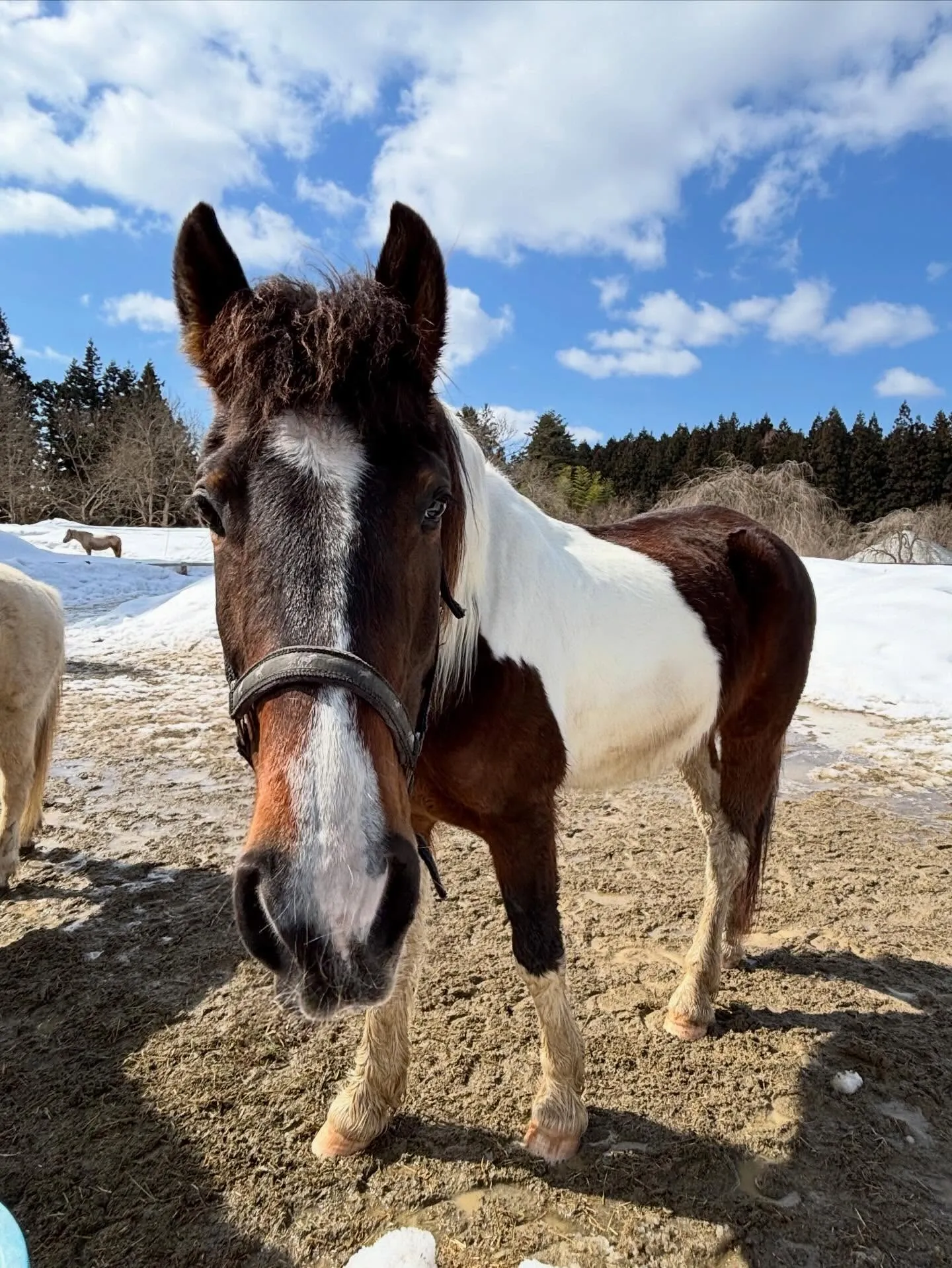 雪がズンズン減ってます！空も青くて気持ちいい☀️