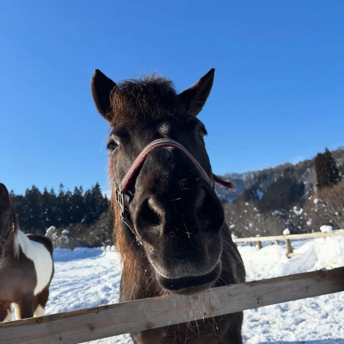 雪を飛ばして道を作る！冬の間通れなかった場所も行けるようにな...