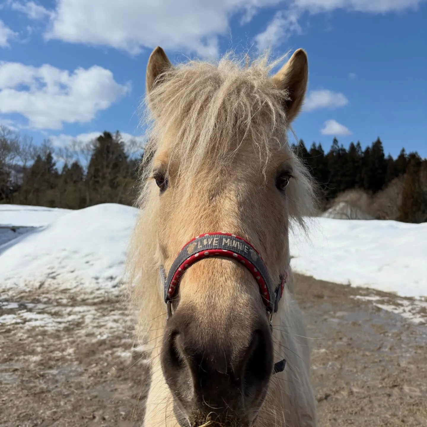 雪を飛ばして道を作る！冬の間通れなかった場所も行けるようにな...