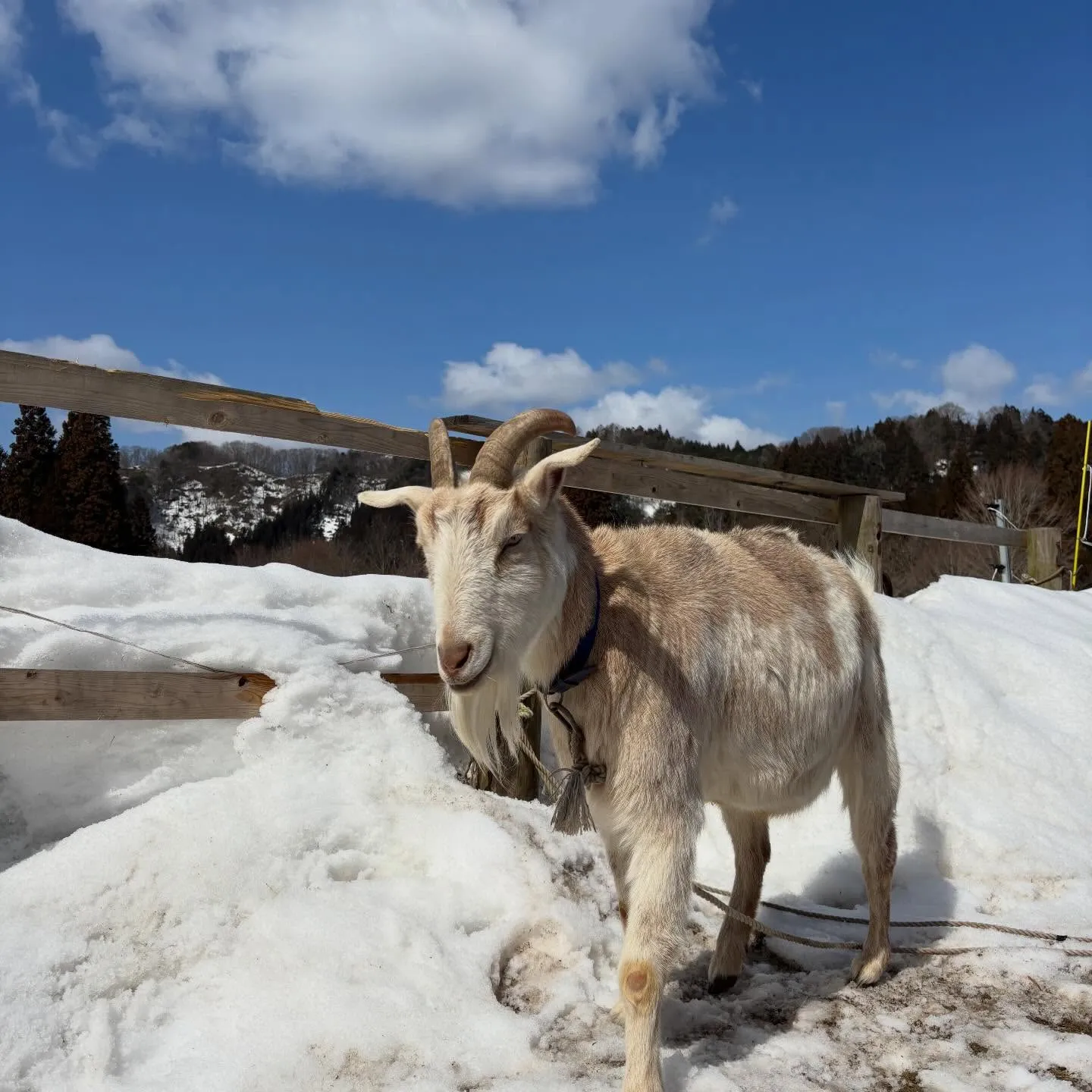 雪を飛ばして道を作る！冬の間通れなかった場所も行けるようにな...