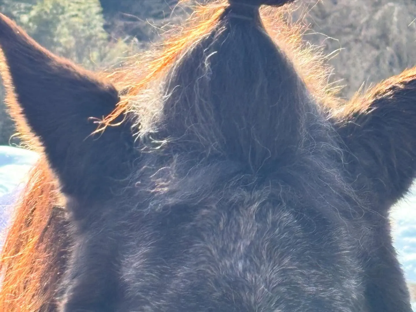 集牧時何やらやっている二人♪ 
