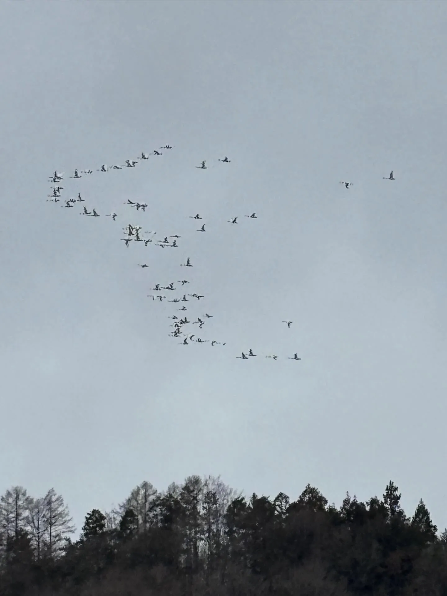 白鳥が大群で通過中🕊️シベリアへ行く練習でしょうか？何度も飛...