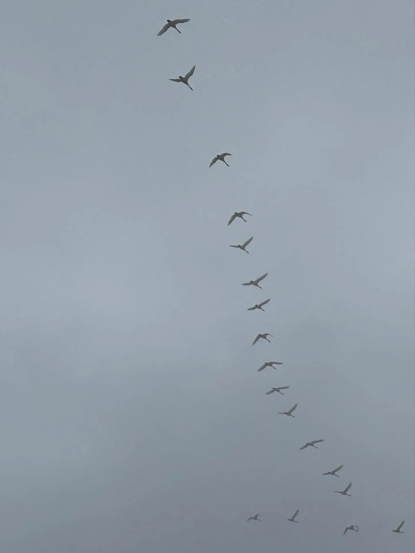 白鳥が大群で通過中🕊️シベリアへ行く練習でしょうか？何度も飛...